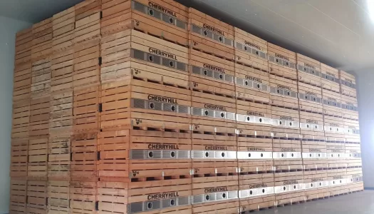 Our two tonne bins stacked neatly into a cool room at Cherry Hill