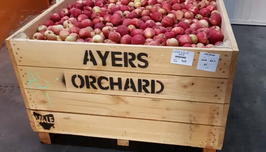 Apple bins have routered base boards to prevent bruising
