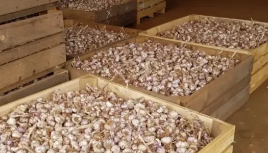 Quarter tonne garlic bins