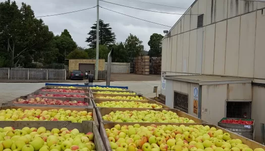 Apple bins in use
